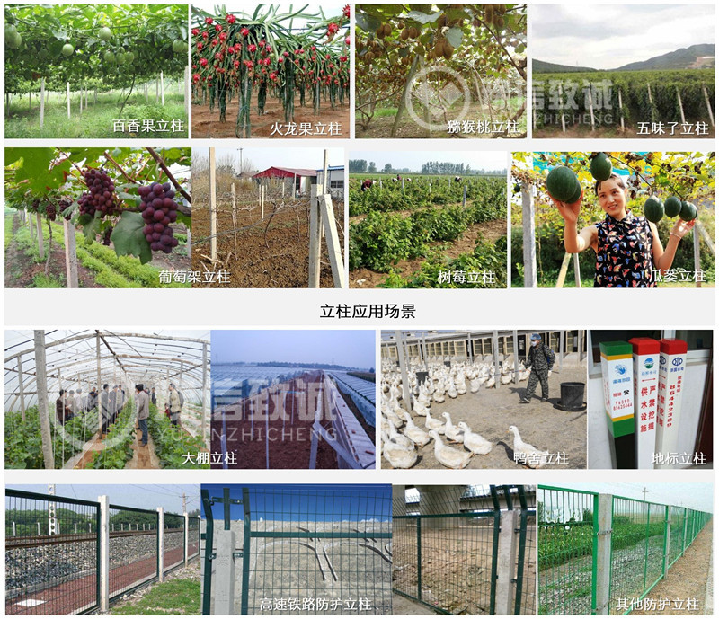 葡萄架立柱應用現(xiàn)場